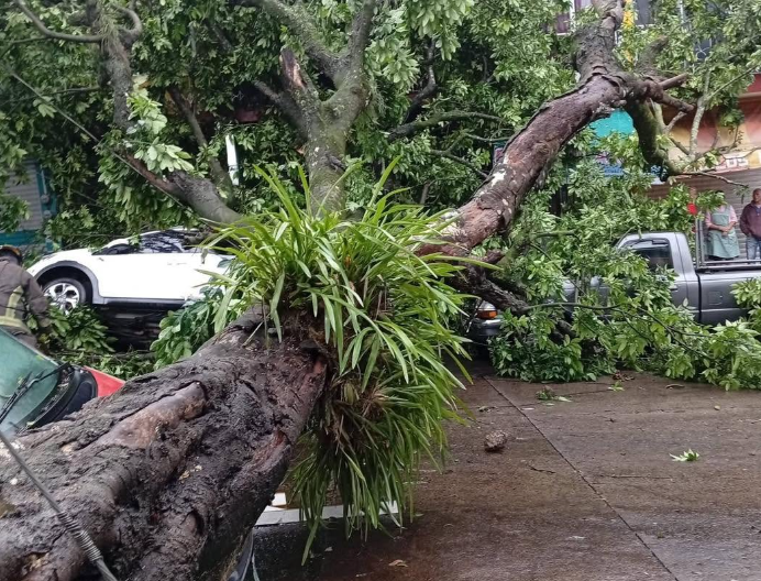 Enorme árbol… Cae y se multiplican en Xalapa…