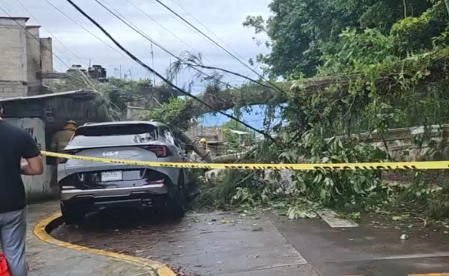 Árbol aplasta vehículo estacionado en la Progreso