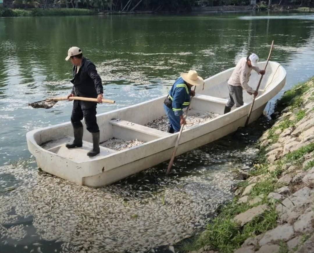 APARECEN PECES MUERTOS EN LAGUNA DE TABASCO